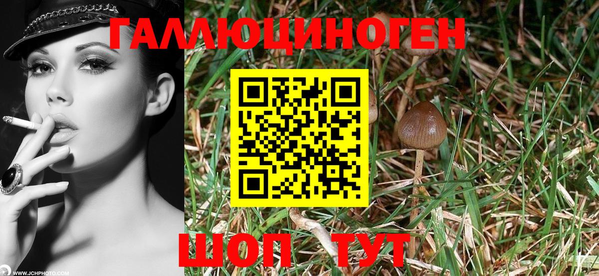 Галлюциногенные грибы GOLDEN TEACHER Ленинск-Кузнецкий